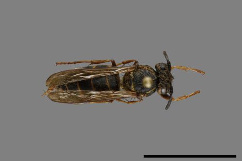 Vespula flaviceps[細黃胡蜂][00073232]