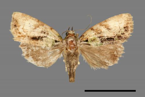 Cryphia basichlora[00000517]