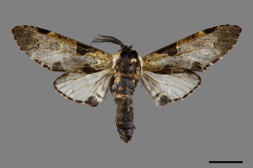 Harpyia longipennis[鹿枝背舟蛾][00070268]