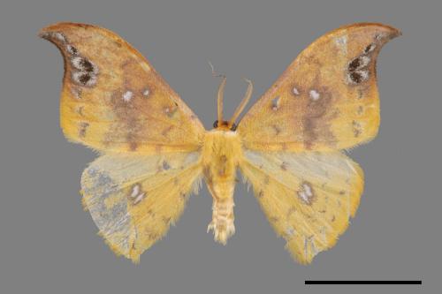 Tridrepana unispina[白點黃鉤蛾][00055278]