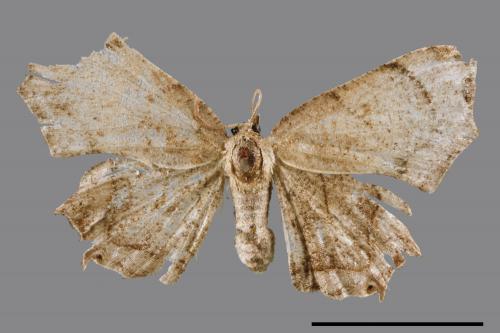 Dysaethria obscuraria[00044752]