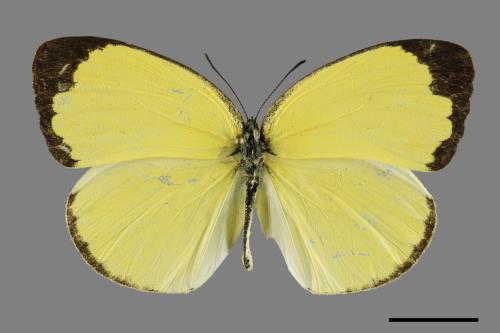 Eurema blanda arsakia[臺灣黃蝶][00094051]