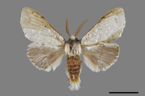 Cnethodonta grisescens baibarana[灰舟蛾][00071005]