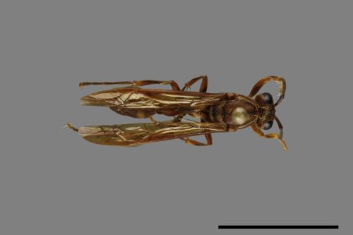 Parapolybia varia[變側異腹胡蜂][00078636]