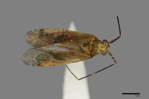 <已分類>Family：Miridae[盲椿象科][00079882]