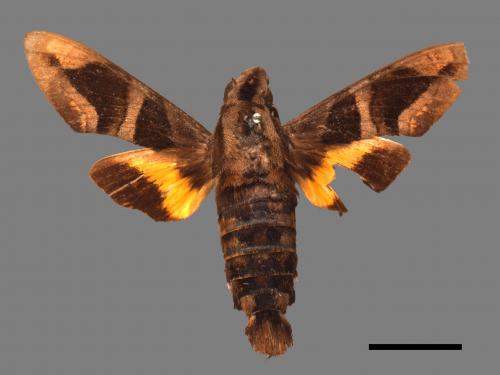 Macroglossum mitchellii imperator[背帶長喙天蛾][00016617]