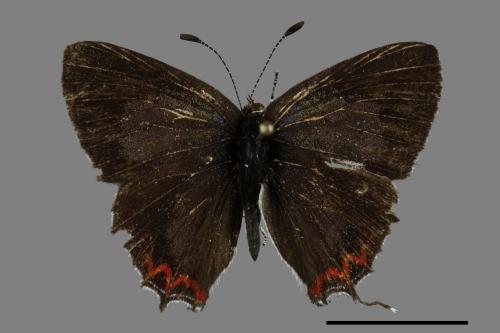 Heliophorus ila matsumurae[紅邊黃小灰蝶][00102062]