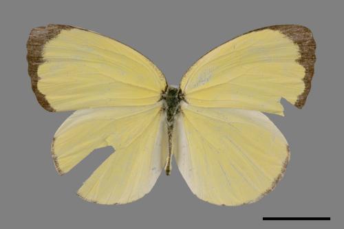 Eurema blanda arsakia[臺灣黃蝶][00015520]