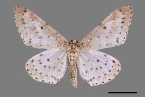 Percnia suffusa[煙胡麻斑星尺蛾][00039305]