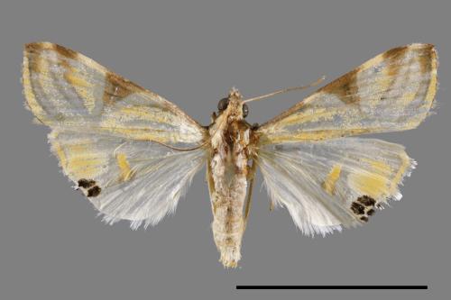 Talanga sexpunctalis[00065632]