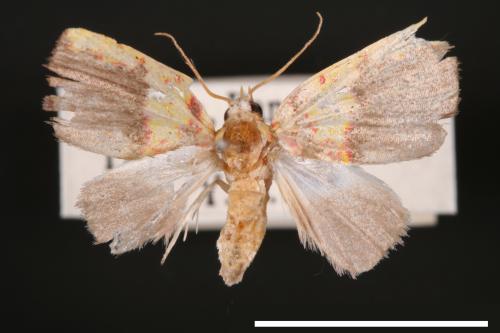 Siglophora sanguinolenta[內黃血斑瘤蛾][00004814]