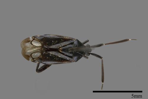 <已分類>Family：Miridae[盲椿象科][00079928]