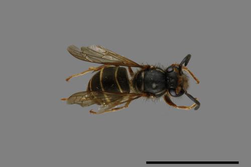 Vespula flaviceps[細黃胡蜂][00073296]