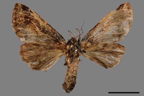 Neodrymonia seriatopunctata[黃肩舟蛾][00052385]