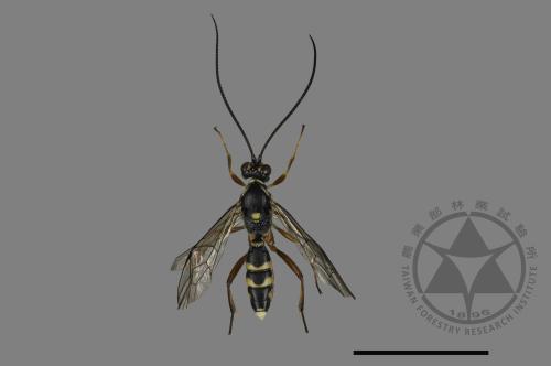 <已分類>Family：Ichneumonidae[姬蜂科][00181138]