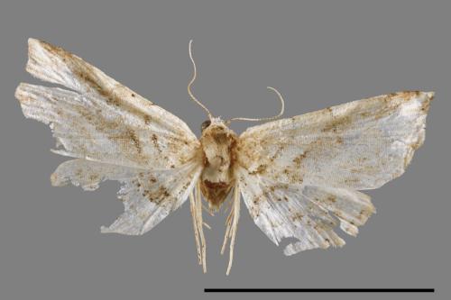 Hypenagonia obliquifascia[00009925]