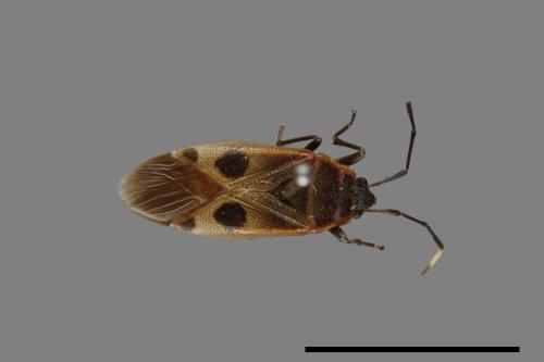 Physopelta parviceps[東亞斑紅椿][00089126]