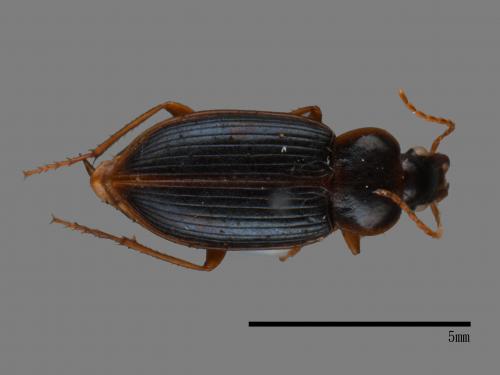 <已分類>Family：Carabidae[步行蟲科][00092692]