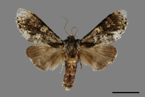 Pheosiopsis cinerea formosana[喜夙舟蛾][00071013]