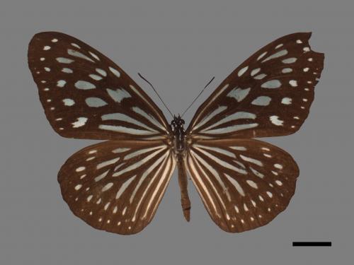 Ideopsis similis[琉球青斑蝶][00027437]