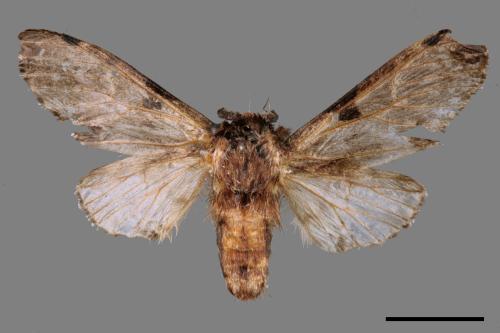 Harpyia microsticta baibarana[小點枝背舟蛾][00057328]