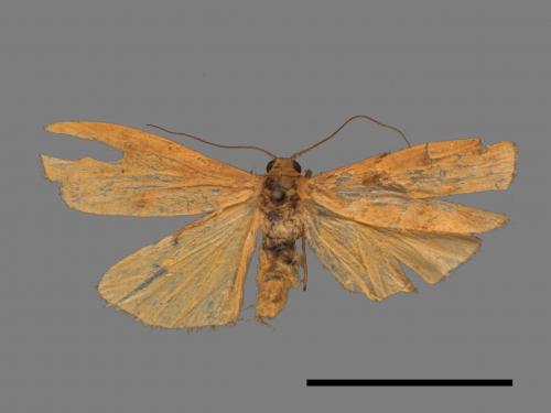 Tigrioides immaculatus[黃苔蛾][00089752]