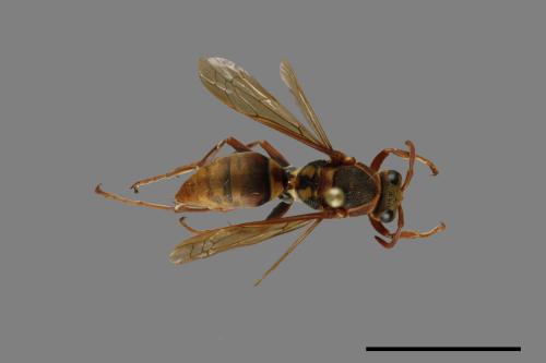 Polistes takasagonus[雙斑長腳蜂][00072708]