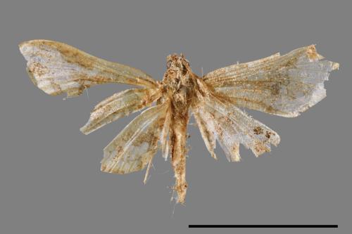 <已分類>Family：Crambidae[草螟科][00064598]