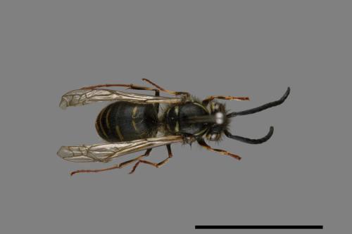 Vespula flaviceps[細黃胡蜂][00073444]