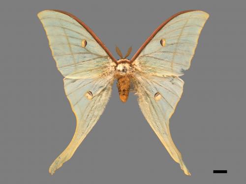 Actias selene ningpoana[長尾水青蛾][00016311]