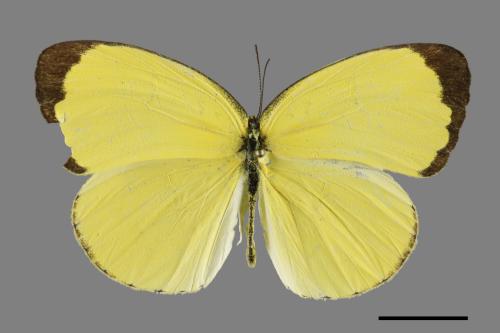 Eurema blanda arsakia[臺灣黃蝶][00093844]