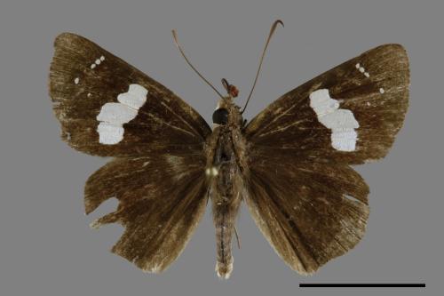 Notocrypta curvifascia[黑挵蝶][00093738]