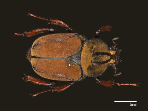 Dicranocephalus bourgoini[台灣鹿角金龜][00085306]