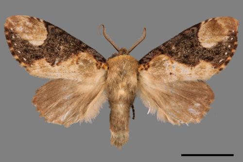 Formofentonia orbifer rotundata[圓紛舟蛾][00044386]