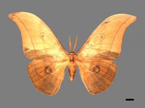 Antheraea yamamai superba[大透目天蠶蛾][00016052]