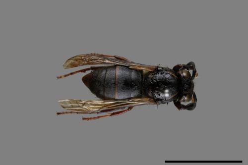 Vespula flaviceps[細黃胡蜂][00073184]