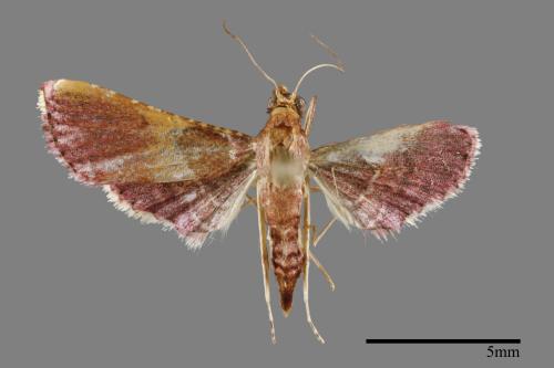 <已分類>Family：Pyralidae[螟蛾科][00024976]
