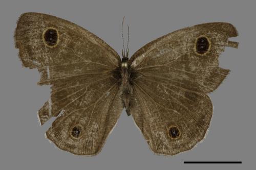 Ypthima multistriata[臺灣波紋蛇目蝶][00101361]