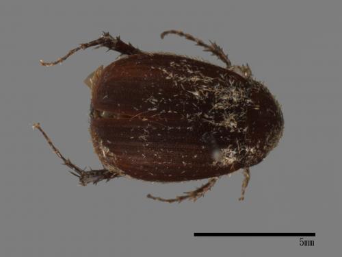 <已分類>Family：Scarabaeidae[金龜子科][00026398]
