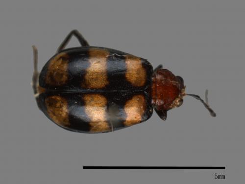 <已分類>Family：Chrysomelidae[金花蟲科][00041575]