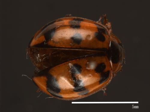 Harmonia octomaculata[八斑和瓢蟲][00085087]