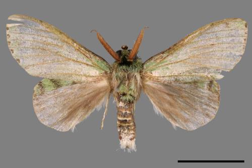 Stauropus takamukuana[綠蟻舟蛾][00047318]