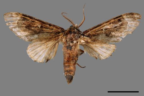 Fentonia baibarana[平紛舟蛾][00045424]