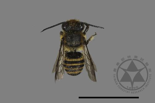 <已分類>Genus：Megachile[切葉蜂屬][00072396]