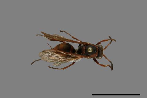 Polistes eboshinus[姬長腳蜂][00072646]