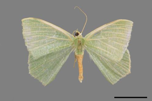 Thalassodes immisarius opalinus[粗脛翠尺蛾][00024533]