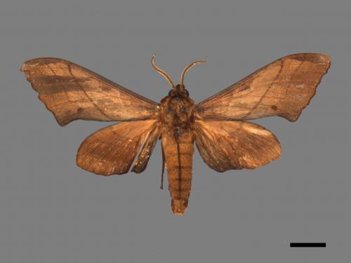Marumba cristata bukaiana[直翅六點天蛾][00016775]