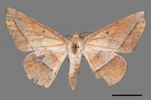 Sarcinodes mongaku[一線點沙尺蛾][00051315]