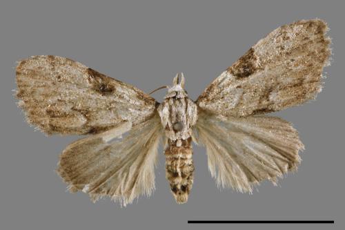 <已分類>Family：Noctuidae[夜蛾科][00008883]