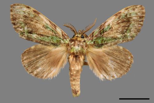 Somera viridifusca viridifusca[瑟舟蛾][00020234]